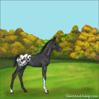 Horse Color:Blue Roan Tobiano Appaloosa 