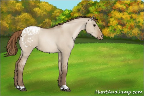 Horse Color:Grullo Pearl Appaloosa 