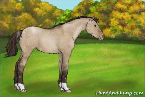 Horse Color:Gray Grullo Pearl Appaloosa 