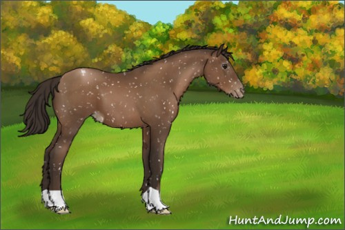 Horse Color:Gray Black Pearl Appaloosa 