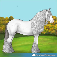 Horse Color:Liver Chestnut Sabino Appaloosa 