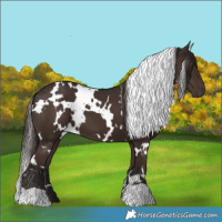 Horse Color:White Spotted Liver Chestnut 