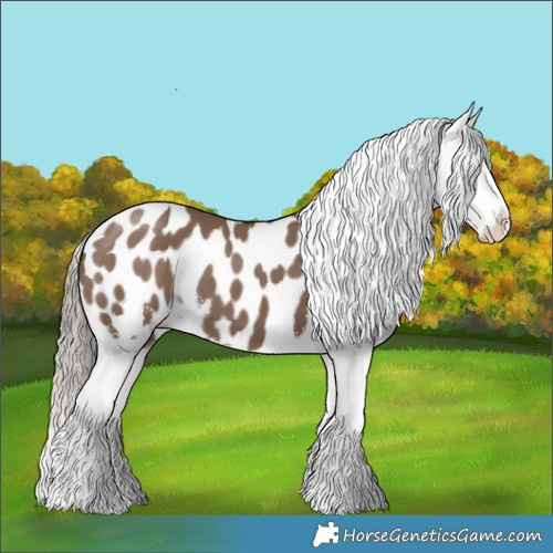 Horse Color:Liver Red Dun Sabino Appaloosa 