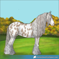 Horse Color:Liver Red Dun Sabino Appaloosa 