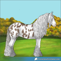Horse Color:Liver Red Dun Sabino Appaloosa 
