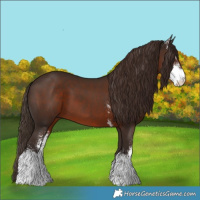 Horse Color:Liver Chestnut Sabino 
