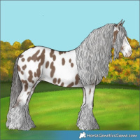 Horse Color:Liver Red Dun Sabino Appaloosa 