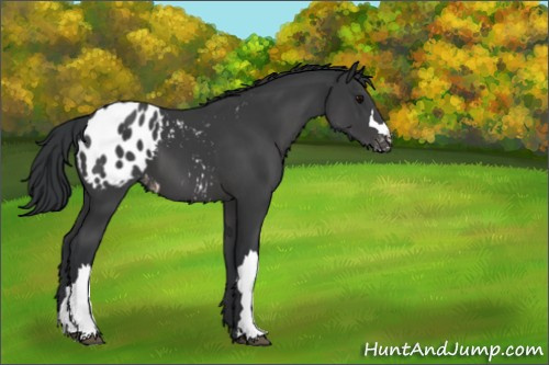 Horse Color:Black Appaloosa 