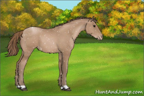 Horse Color:Black Pearl Appaloosa 