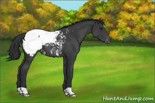 Horse Color:Black Appaloosa 