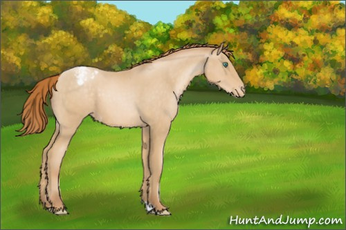 Horse Color:Smoky Black Pearl Appaloosa 