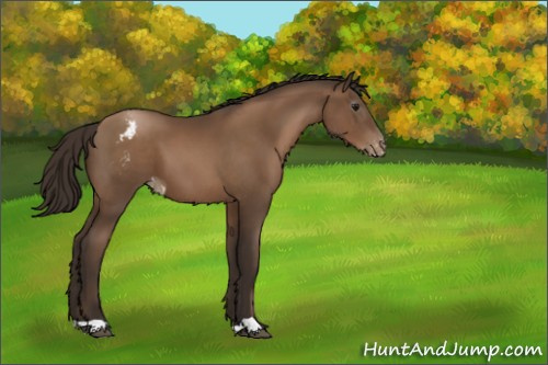 Horse Color:Gray Black Pearl Appaloosa 