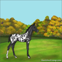Horse Color:Blue Roan Tobiano Near Leopard 