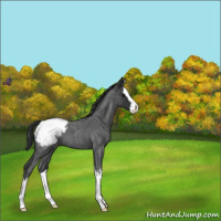 Horse Color:Blue Roan Splash Snowcap 