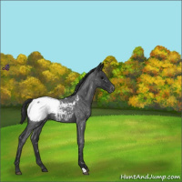 Horse Color:Blue Roan Near Fewspot 