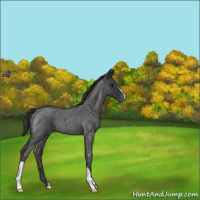 Horse Color:Blue Roan Varnish 