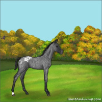 Horse Color:Blue Roan Snowflake Varnish 