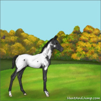Horse Color:Blue Roan Appaloosa 