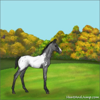 Horse Color:Blue Roan Near Fewspot 