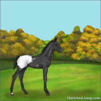 Horse Color:Blue Roan Snowcap 