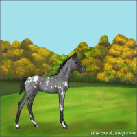 Horse Color:White Spotted Blue Roan Snowcap 