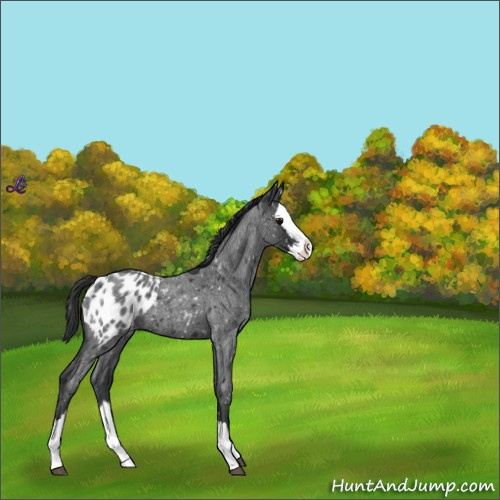 Horse Color:Blue Roan Splash Appaloosa 