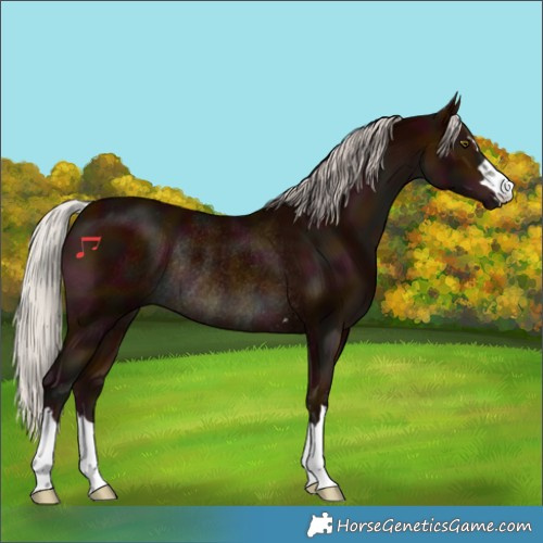 Horse Color:Midnight Silver Bay Rabicano 