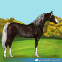 Horse Color:Midnight Silver Bay Rabicano 