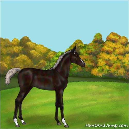 Horse Color:Midnight Silver Bay Sabino 