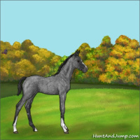 Horse Color:Blue Roan Snowflake Varnish 
