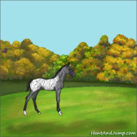 Horse Color:Blue Roan Appaloosa 