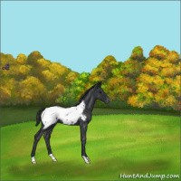 Horse Color:Blue Roan Appaloosa 