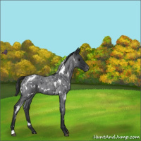 Horse Color:White Spotted Blue Roan Varnish 