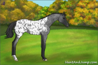 Horse Color:Blue Roan Near Leopard 