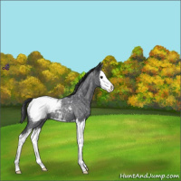 Horse Color:Blue Roan Splash Snowcap 