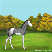 Horse Color:Blue Roan Splash Snowcap 
