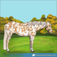 Horse Color:Palomino Appaloosa and Palomino Appaloosa