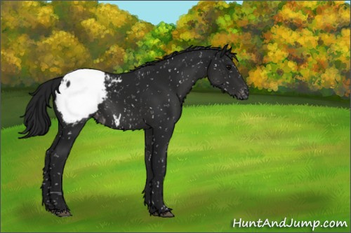 Horse Color:Gray Black Appaloosa 