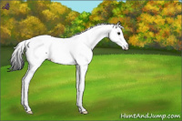 Horse Color:Blue Roan Splash Tobiano Near Fewspot 