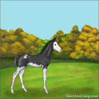 Horse Color:Blue Roan Splash Varnish 