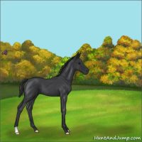Horse Color:Blue Roan 