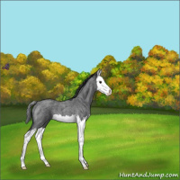 Horse Color:Blue Roan Splash 
