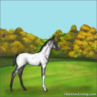 Horse Color:Blue Roan Near Fewspot 