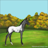 Horse Color:Blue Roan Appaloosa 