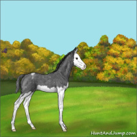 Horse Color:Blue Roan Splash Snowflake Varnish 