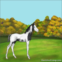 Horse Color:Black Splash Tobiano Snowcap 