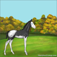 Horse Color:Blue Roan Splash Varnish 