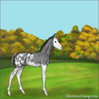Horse Color:Blue Roan Splash Blanket 