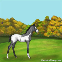 Horse Color:Blue Roan Frame Snowcap 