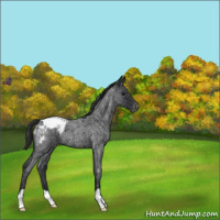Horse Color:Blue Roan Snowcap 
